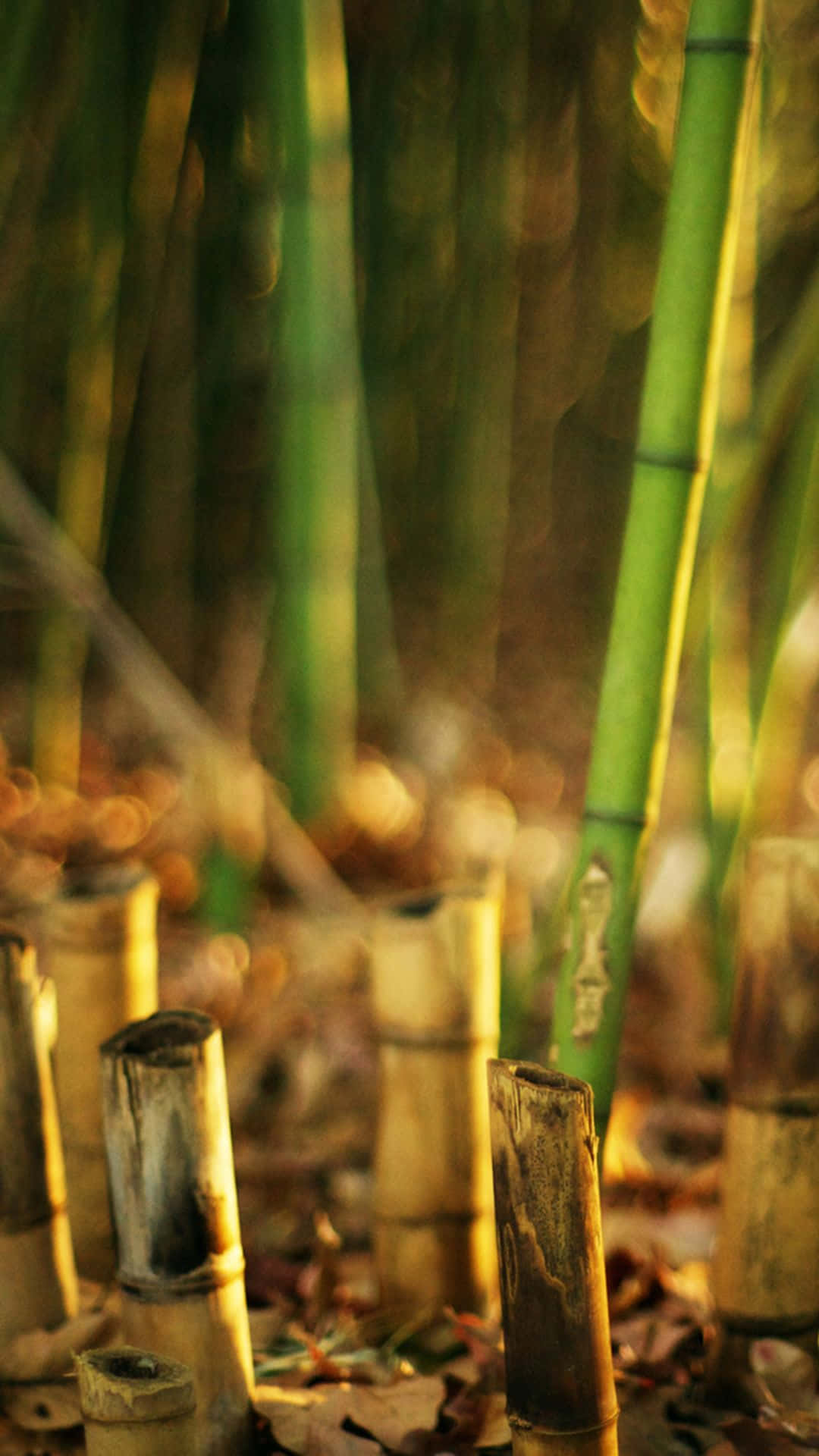 Bamboo Phone Wallpapers
